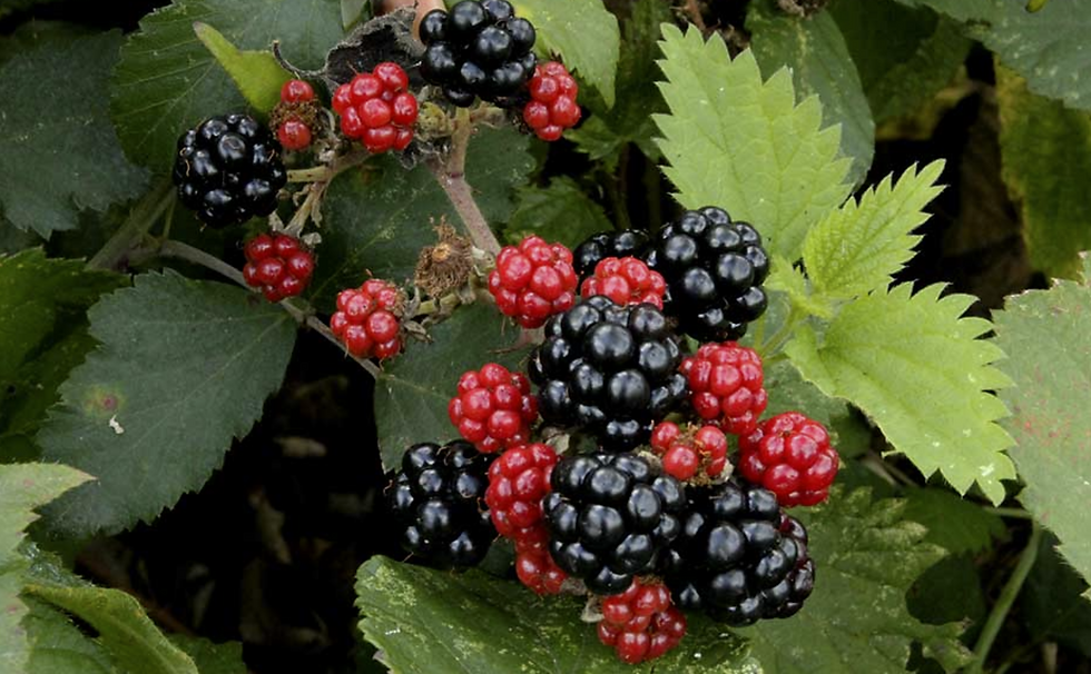 Blackberries and Masculine Vitality