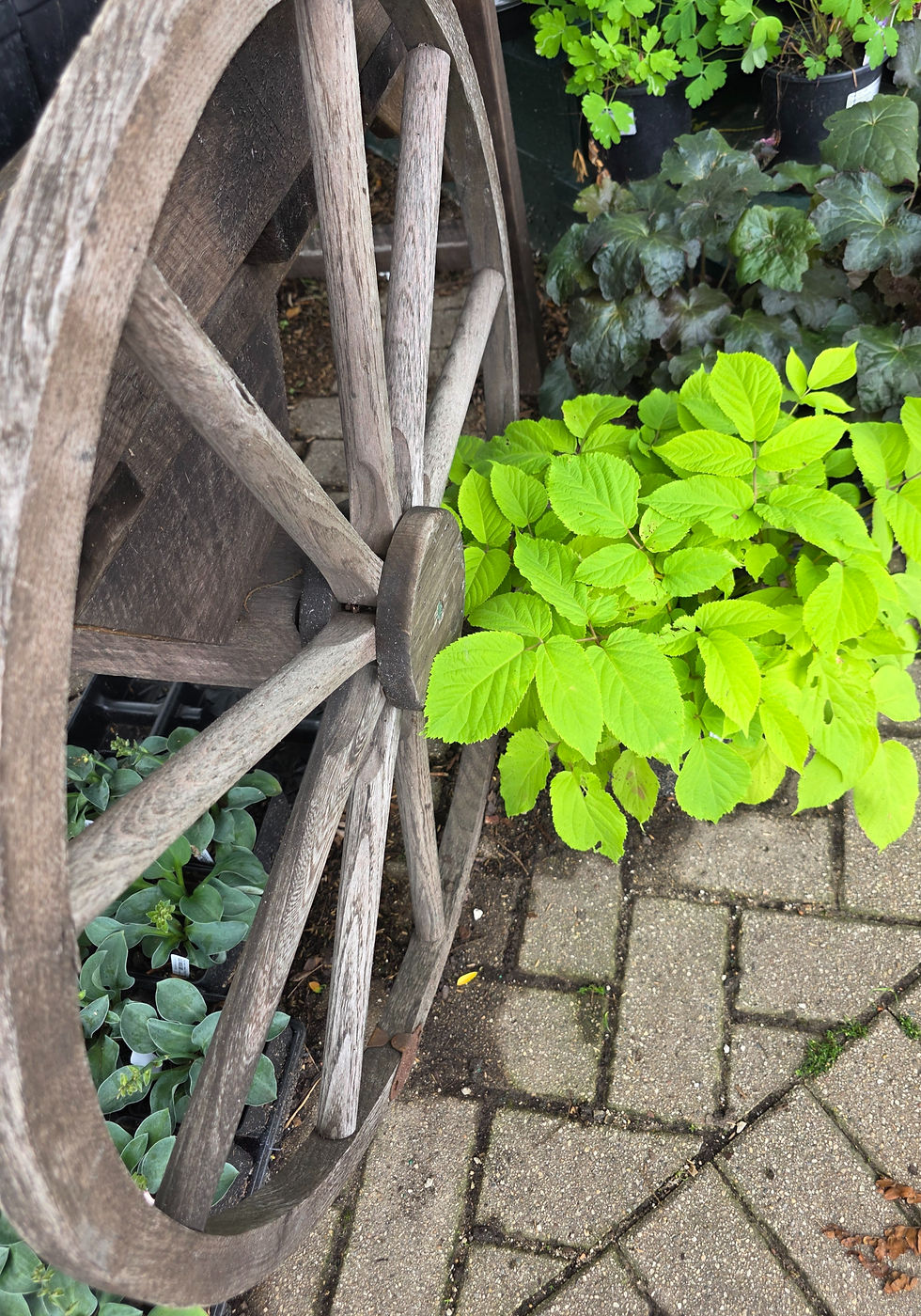Old Wagon Wheel with Lime Green Plat