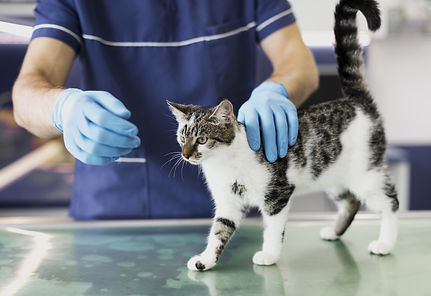 medicina-felina.jpg