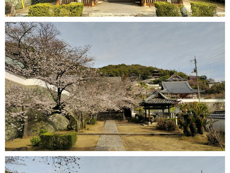 和泉屋スイーツは土曜日営業です。🍰