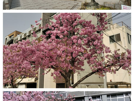 河津桜🌸咲きました。