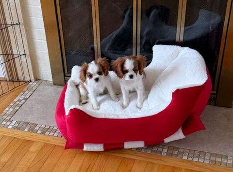 Adorable Cavalier King Charles Spaniel puppies in red sleigh bed
