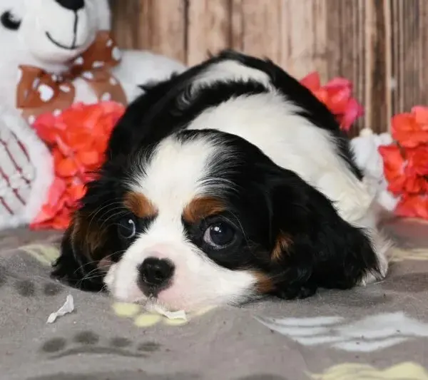 Thumbnail: Adorable Cavalier King Charles Spaniel puppy