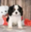 Thumbnail: Adorable Cavalier King Charles Spaniel puppy