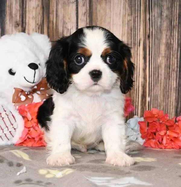 Thumbnail: Adorable Cavalier King Charles Spaniel puppy