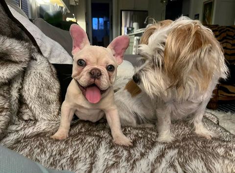 Adorable French Bulldog and Shih Tzu puppies