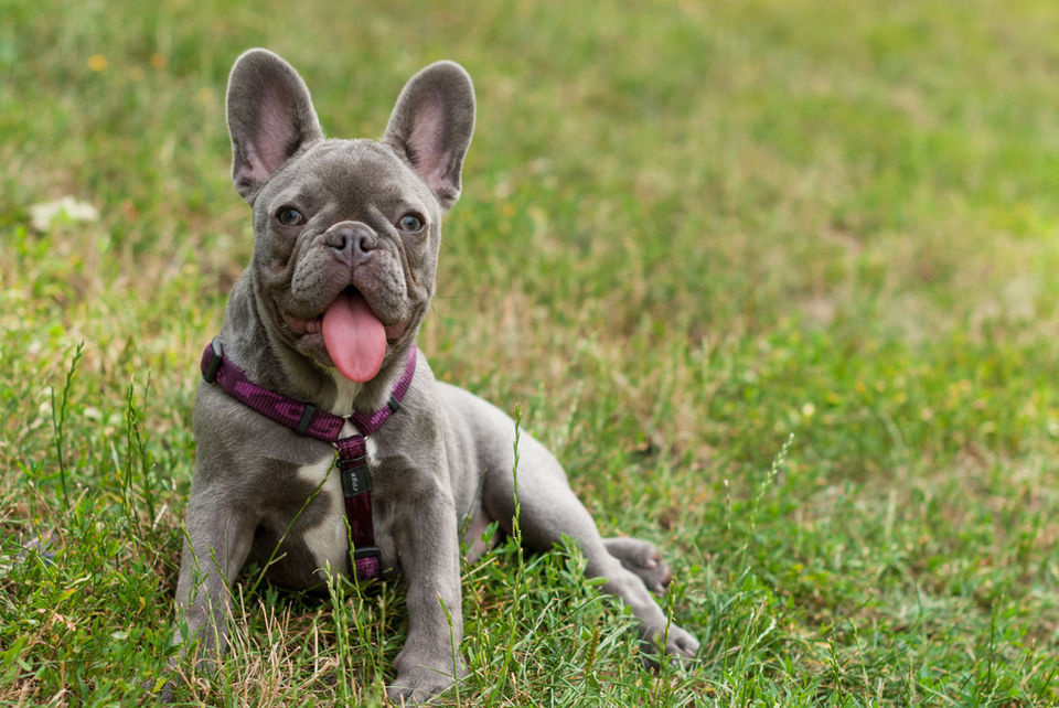 Adorable French Bulldog puppy in grass