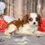 Thumbnail: Adorable Cavalier King Charles Spaniel puppy