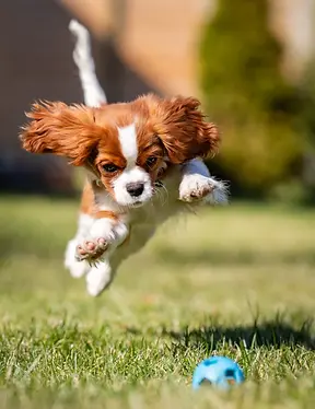 Cavalier King Charles Spaniel puppy joyfully leaping