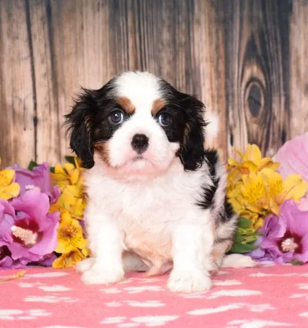 Thumbnail: Adorable Cavalier King Charles Spaniel puppy