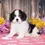 Thumbnail: Adorable Cavalier King Charles Spaniel puppy