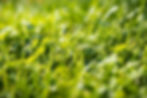 Close-up of vibrant green grass representing healthy lawn care