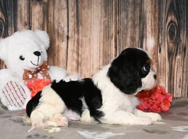 Thumbnail: Adorable Cavalier King Charles Spaniel puppy