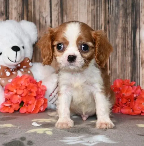 Thumbnail: Adorable Cavalier King Charles Spaniel puppy