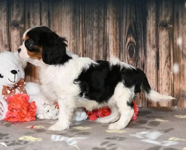 Thumbnail: Adorable Cavalier King Charles Spaniel puppy