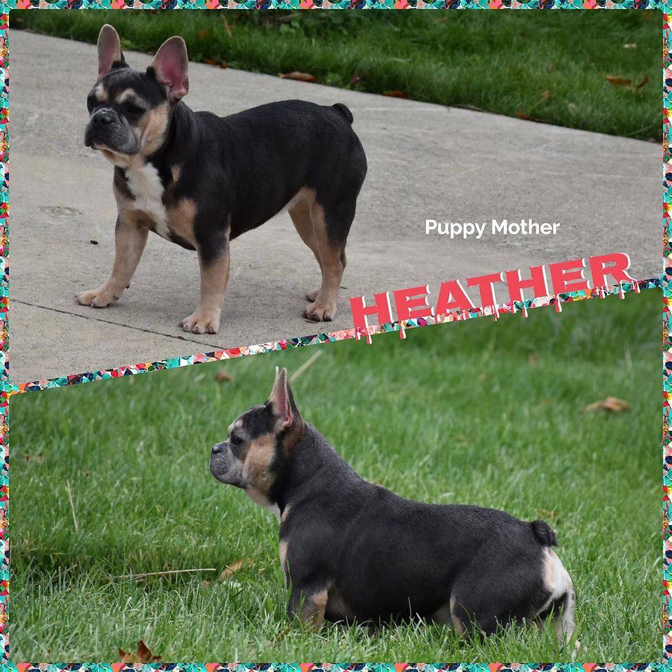 Thumbnail: French Bulldog Heather, Puppy Mother
