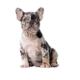 French Bulldog puppy sitting, looking up, isolated on white background.