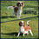 Thumbnail: Adorable Pansy, Cavalier King Charles Spaniel puppy