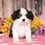 Thumbnail: Adorable Cavalier King Charles Spaniel puppy