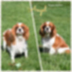 Thumbnail: Angel, Puppy Mother, Cavalier King Charles Spaniel photos