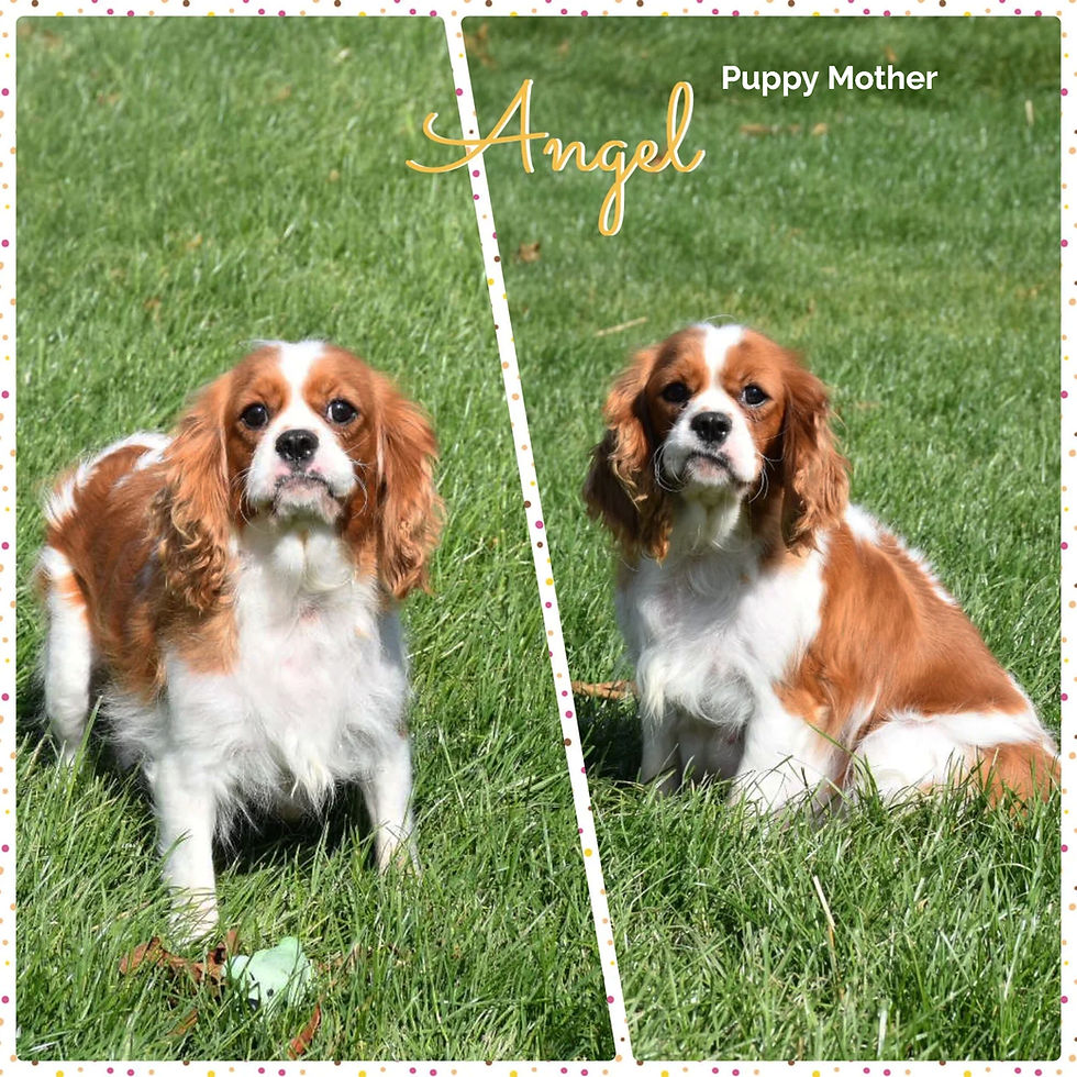 Thumbnail: Angel, Puppy Mother: Cavalier King Charles Spaniel photos