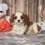 Thumbnail: Adorable Cavalier King Charles Spaniel puppy
