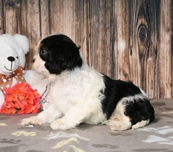 Thumbnail: Adorable black and white Cavalier King Charles Spaniel puppy