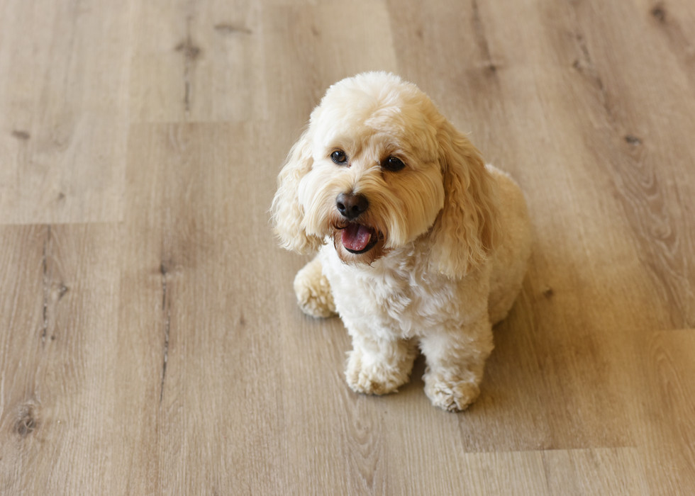 GALLERY WATERPROOF XPRO