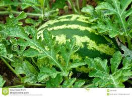 Sandia
