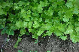 Culantro