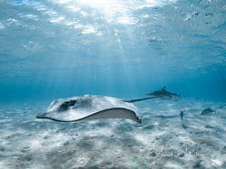snorkeling Moorea