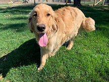 IMG_4306.jpeg