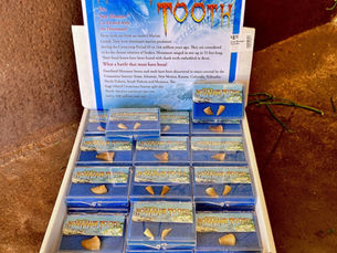 Fossil Mosasaur Teeth