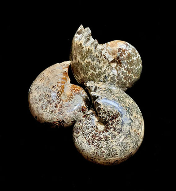 Dinosaur Rib Bone Fragment on Sandstone Matrix