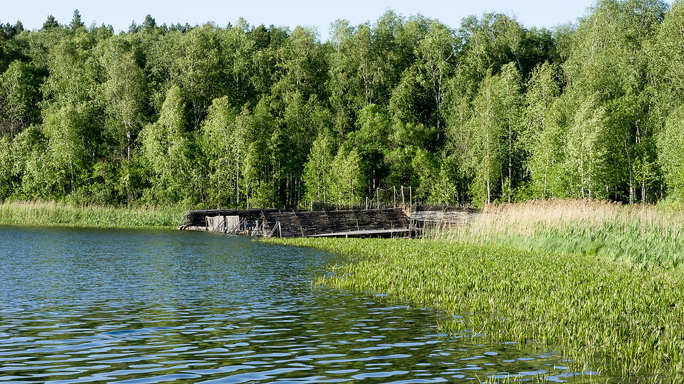 Камыш у озера
