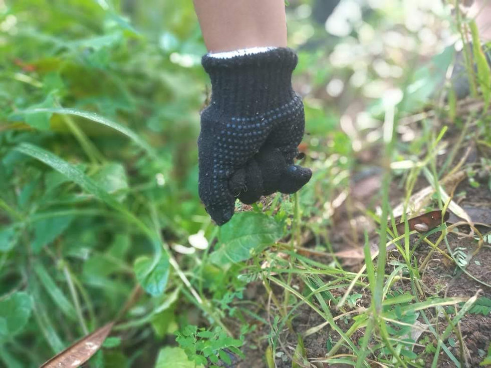Eletiva de sustentabilidade