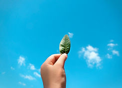 leaf-sky.jpg