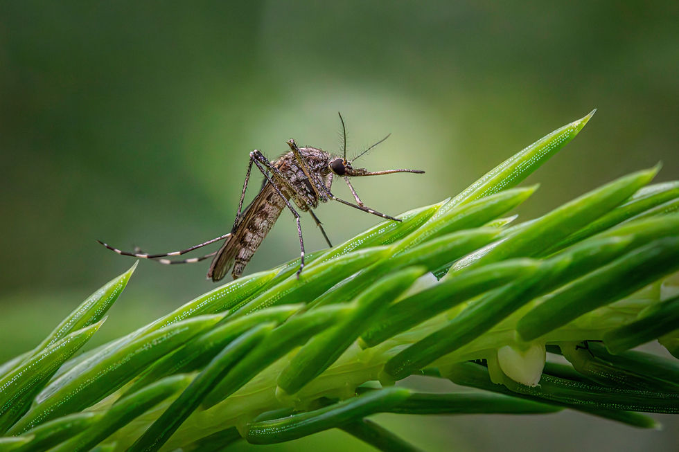 mosquito on grass