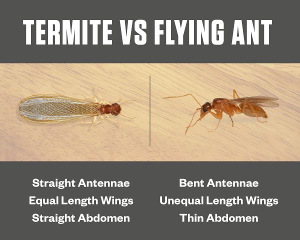 termite vs flying ant infographic