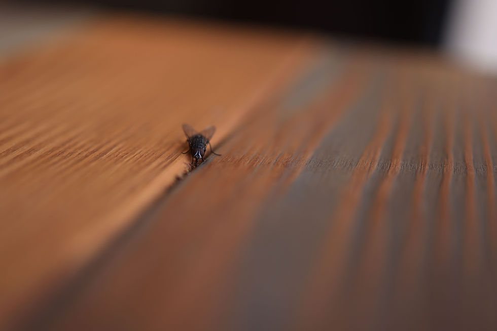 6 Things Around Your House That Are Basically Inviting Pests In