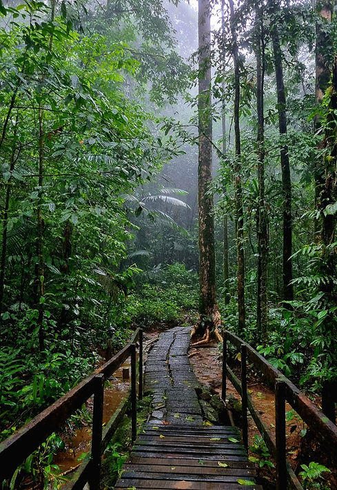 forest 2.jpg