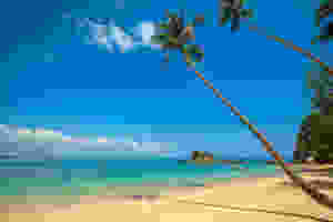 Caribbean beach with palm trees and ocean view