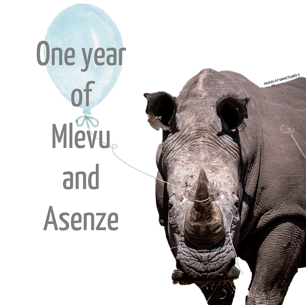 It’s been a year since Mlevu and Asenze first arrived at Mlevu Sanctuary 2. 