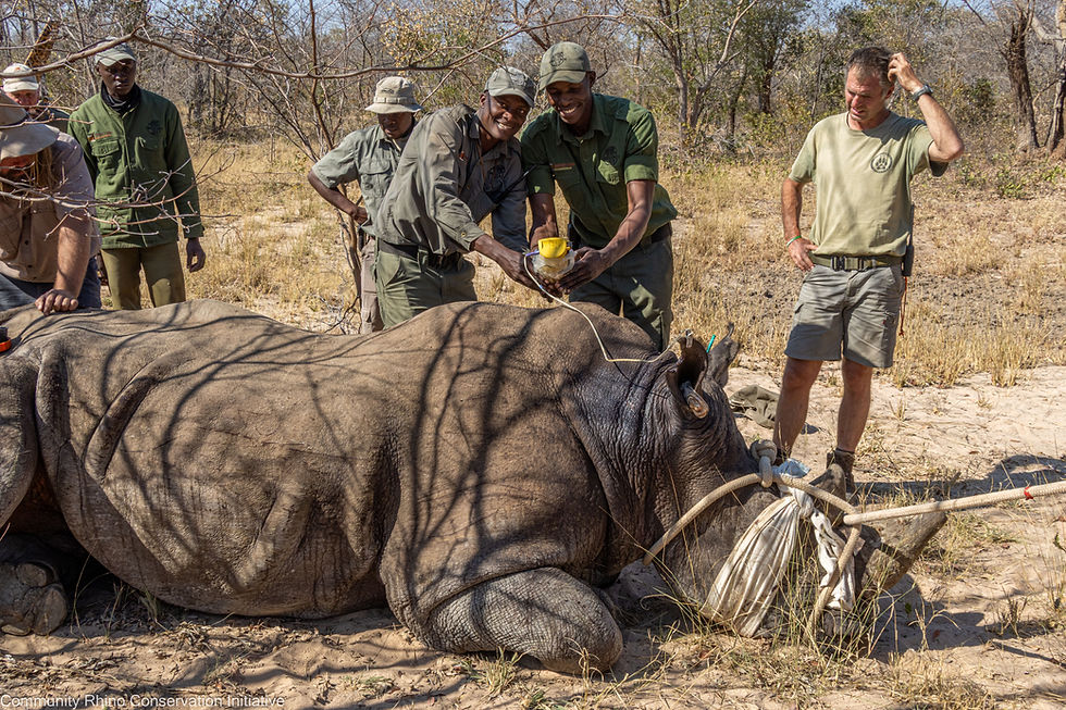 The new rhinos...a testament to the strength, stamina and resilience of White Rhino