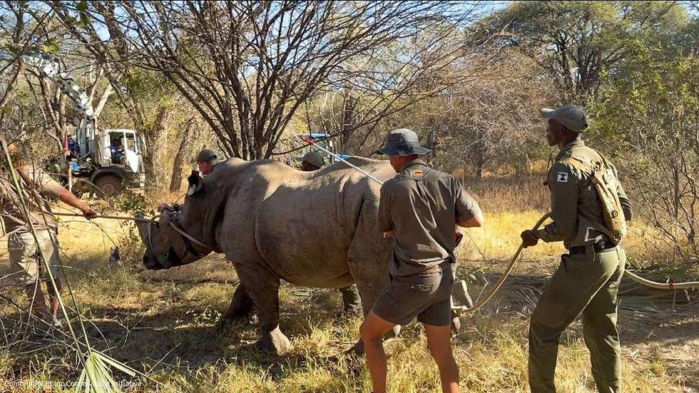 Walking rhino 905 into a crate hopefully for the last time in a while...!