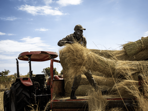 Cobras in action: fireguards and thatching grass!