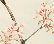 Cherry Blossom Illustration