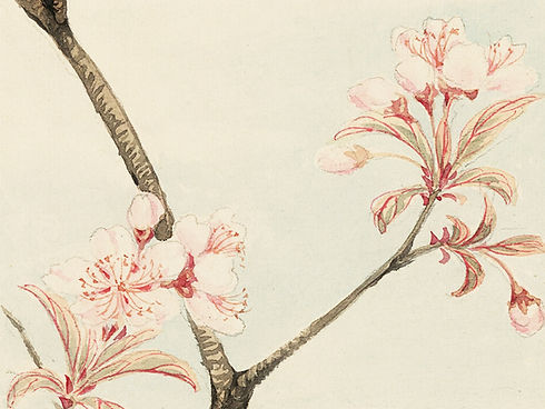 Cherry Blossom Sketch