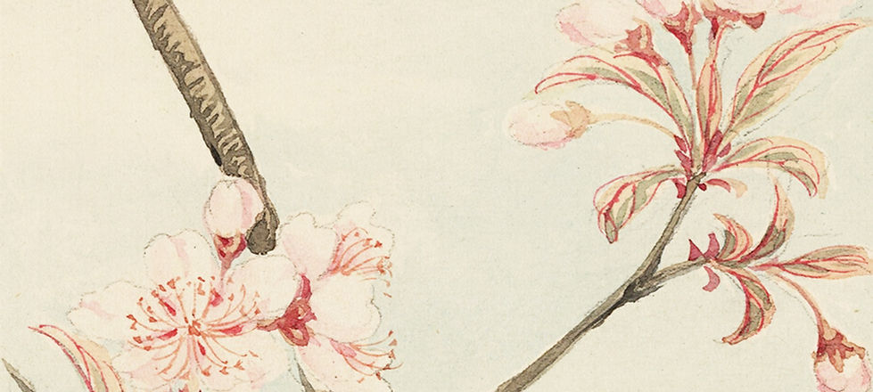 La flor de cerezo del bosquejo