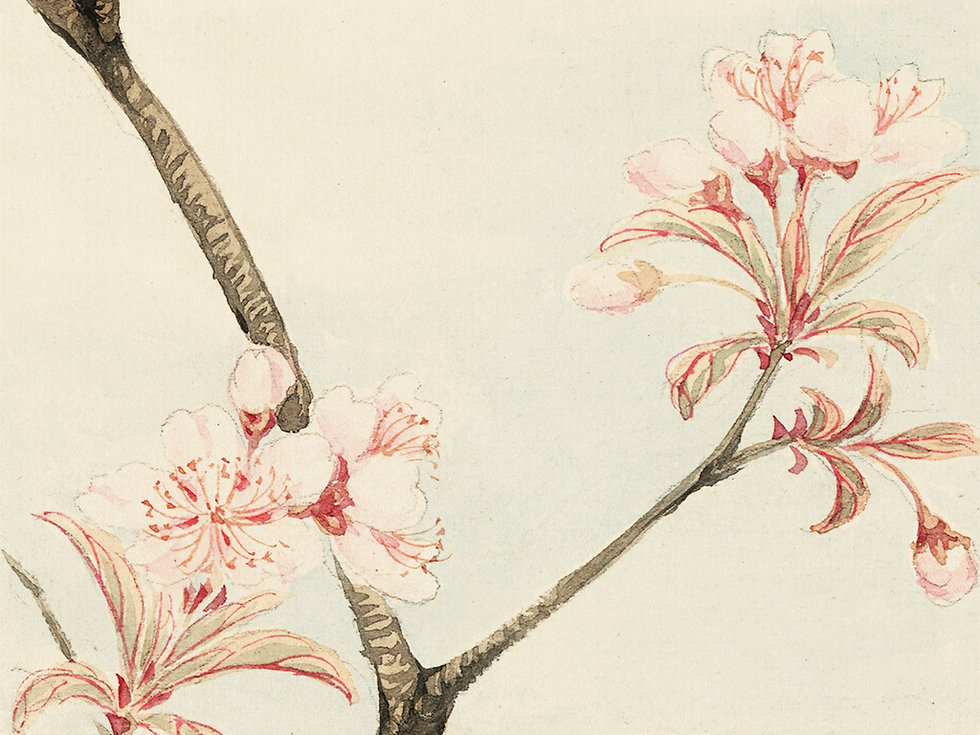 Cherry Blossom Sketch